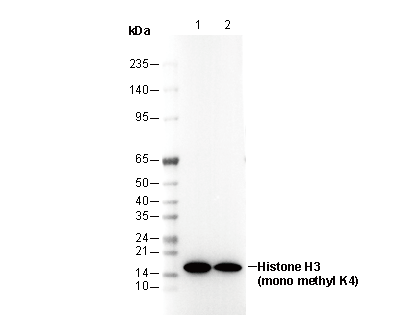 F3402-wb