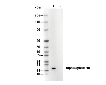 &alpha;-Synuclein Antibody [D23J23] WB