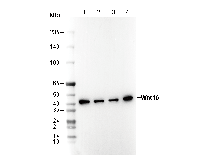 F3408-wb