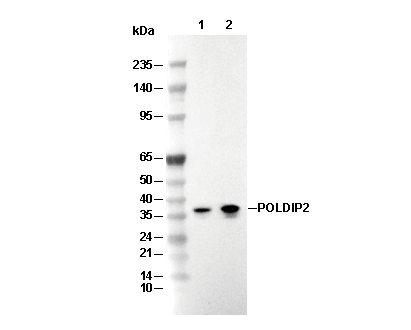 POLDIP2 Antibody [N1K14] WB