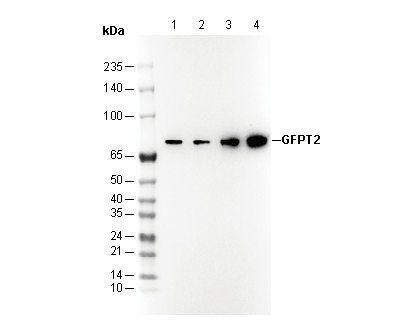 F3417-wb