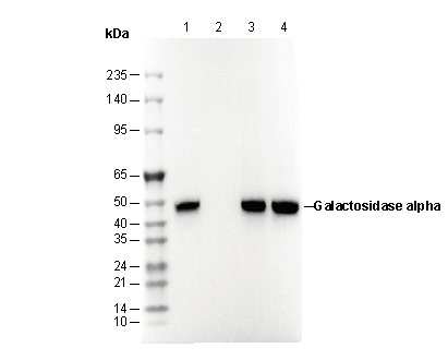 Galactosidase &alpha; Antibody [C15N12] WB
