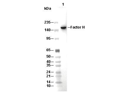 Factor H Antibody [H24L2] WB