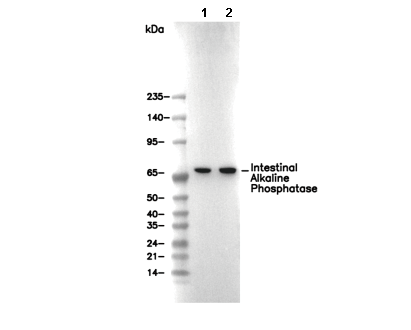 Intestinal Alkaline Phosphatase Antibody [M14M3] WB
