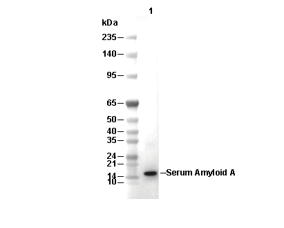Serum Amyloid A Antibody [E21J5] WB