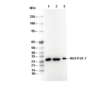 KGF/FGF-7 Antibody [H7F6] WB