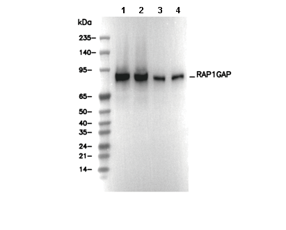 RAP1GAP Antibody [P14L15] WB