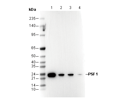 F3447-wb