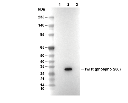 Phospho-Twist (Ser68) Antibody [M15K16] WB