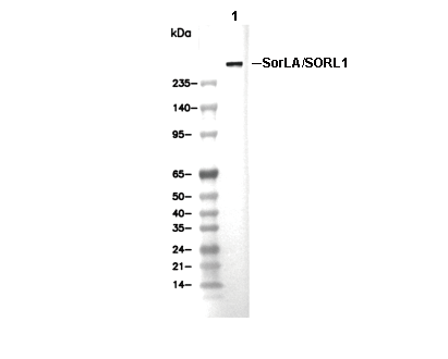 SorLA/SORL1 Antibody [G6C20] WB