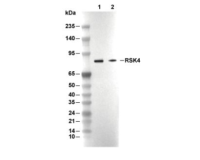 F3460-wb