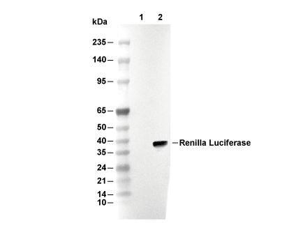 Renilla Luciferase Antibody [G15A23] WB