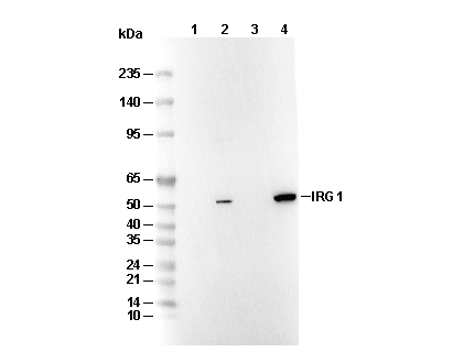 IRG1 Antibody [L17A13] WB