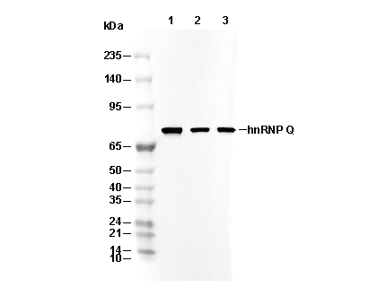 hnRNP Q C-terminal Antibody [G17B1] WB