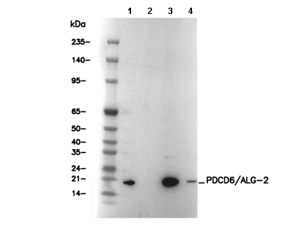 PDCD6/ALG-2 Antibody [D6F22] WB