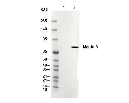 Phospho-NF-&kappa;B p65 (Ser468) Antibody [G12A6] WB