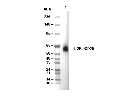 IL-2R&alpha;/CD25 Antibody [H7D24] WB
