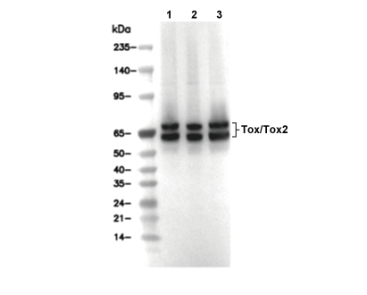 Tox/Tox2 Antibody [H10P3] WB