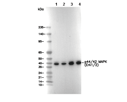p44/42 MAPK (Erk1/2) Antibody [E11P7] WB