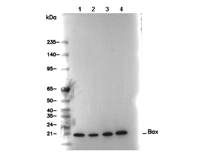 Bax Antibody [F1C6] WB