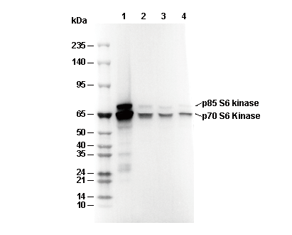 p70 S6 Kinase Antibody [B15P21] WB