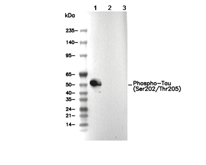 Phospho-Tau (Ser202/Thr205) Antibody [M2L8] WB