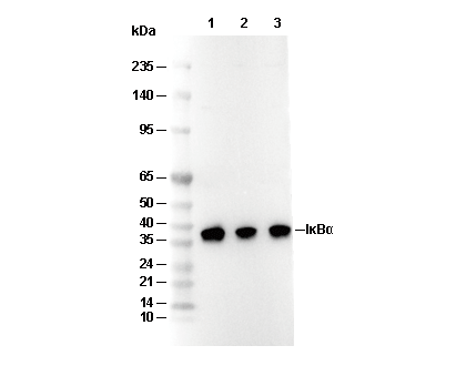 I&kappa;B&alpha; Antibody [L13L21] WB