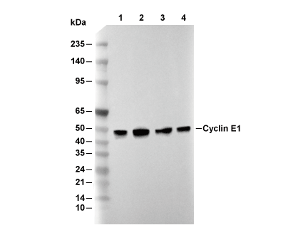 Cyclin E1 Antibody [E13M10] WB