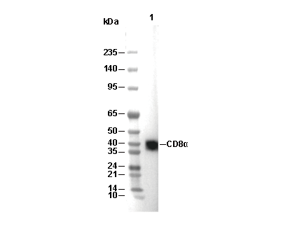 CD8&alpha; Antibody [K14C10] WB