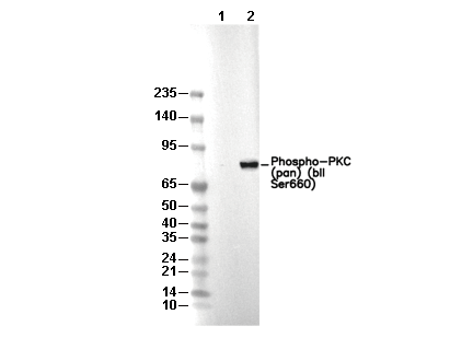 Phospho-PKC (pan) (&beta;II Ser660) Antibody [G6B3] WB