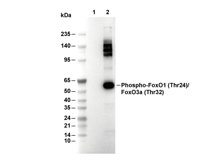 Phospho-FoxO1 (T24)/FoxO3a (T32) Antibody [M8K9] WB