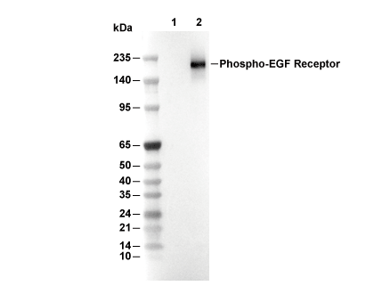 Phospho-EGF Receptor (Tyr1045) Antibody [F16D14] WB