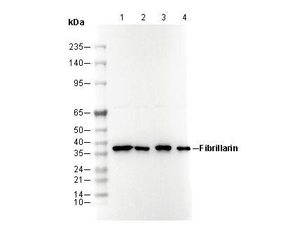 Fibrillarin Antibody [C16M7] WB
