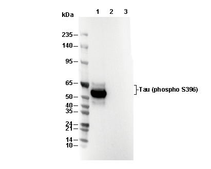 Phospho-Tau (Ser396) Antibody [F10A13] WB