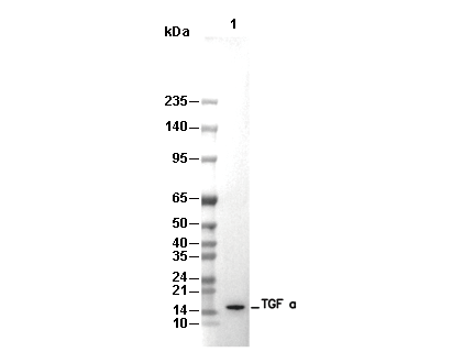 TGF &alpha; Antibody [P12K7] WB