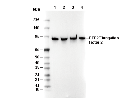 EEF2/Elongation factor 2 Antibody [F14D23] WB