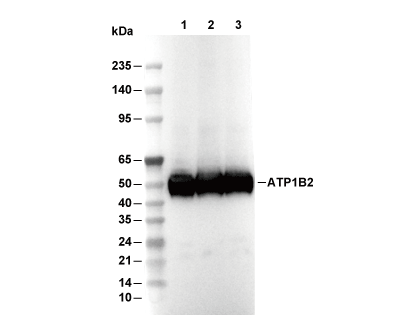 ATP1B2 Antibody [G17J5] WB