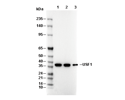 USF1 Antibody [B11H24] WB