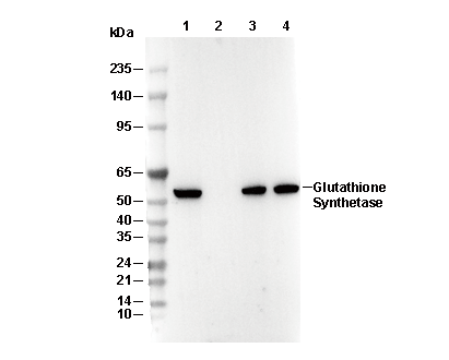 Glutathione Synthetase Antibody [G15A24] WB