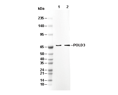 POLD3 Antibody [E13B7] WB