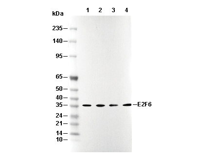 E2F6 Antibody [P14C24] WB