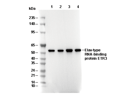 Elav-type RNA-binding protein ETR3 Antibody [M8J19] WB