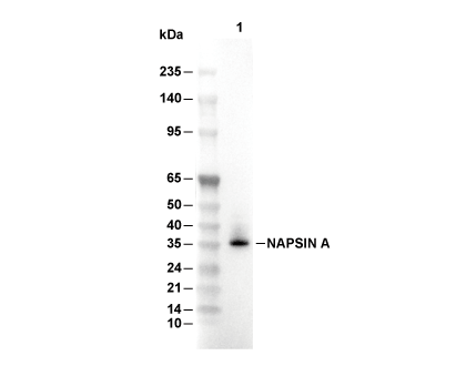 NAPSIN A Antibody [P4L17] WB