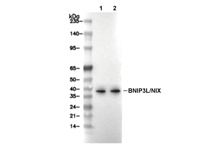BNIP3L/NIX Antibody [E12P3] WB