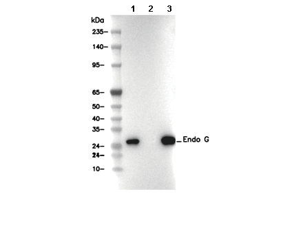Endo G Antibody [A9E22] WB