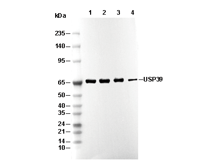 USP39 Antibody [E22E24] WB