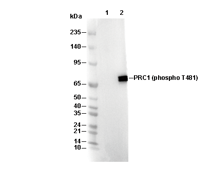 Phospho-PRC1 (Thr481) Antibody [H23N3] WB
