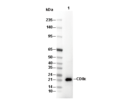 IL-18 Antibody [K7E7] WB