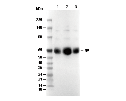 Human IgA Antibody [D12J14] WB
