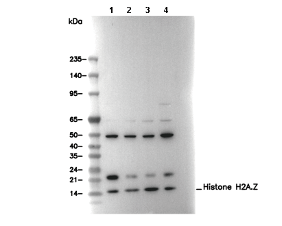 Histone H2A.Z Antibody [A14P4] WB